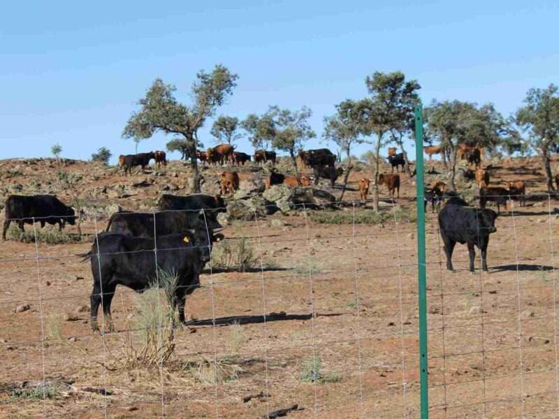 Ganado de lidia de la finca El Borril