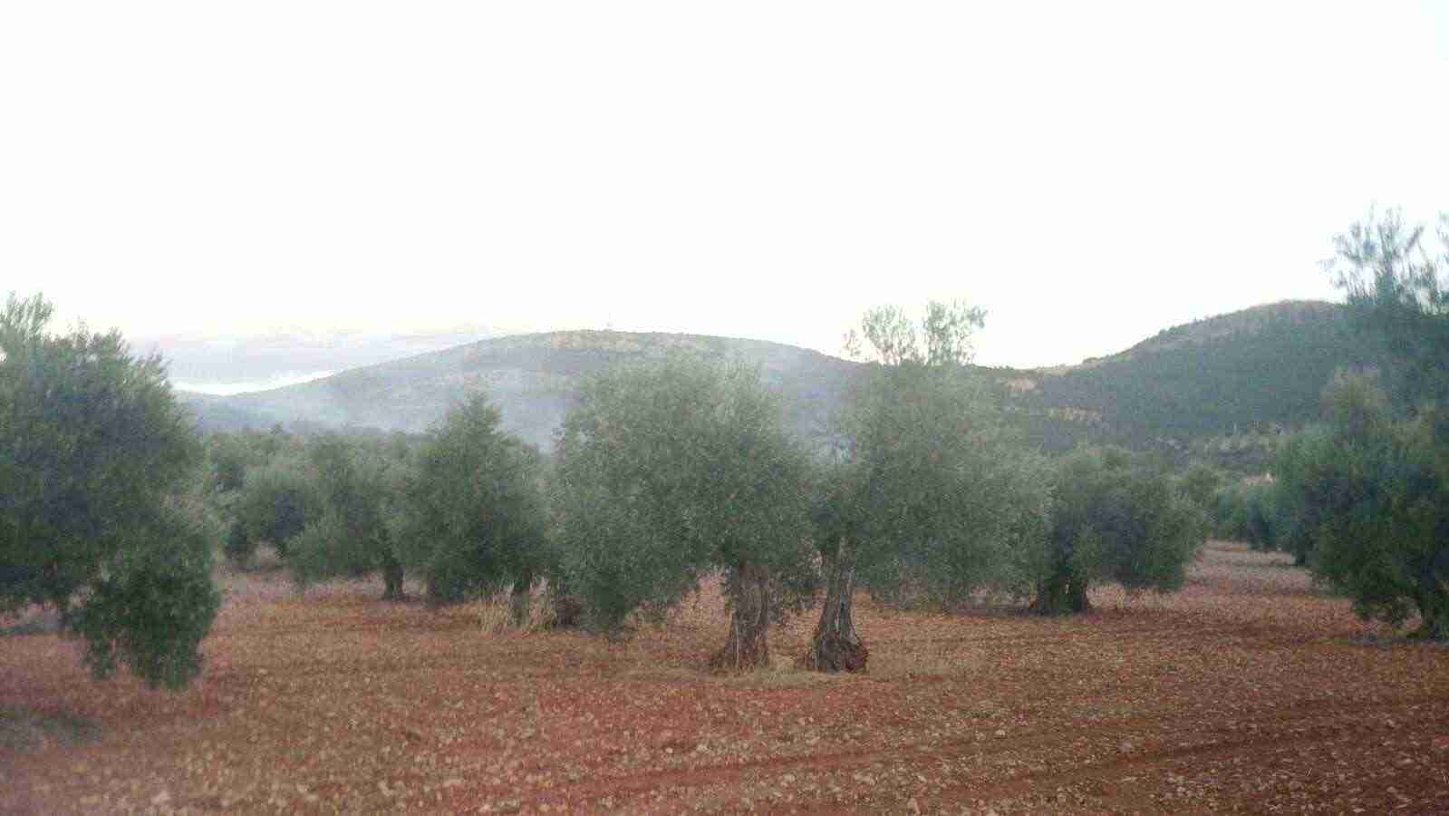 Incendio Sierra "El Bombo" en Herencia (Ciudad Real)