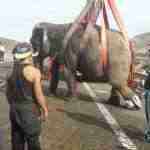 accidente a 30 elefantes 8 150x150 - Un elefante muerto en un accidente en la A-30 en Albacete