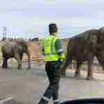 accidente a 30 elefantes 7 150x150 - Un elefante muerto en un accidente en la A-30 en Albacete