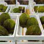 herencia en IV Feria Regional del Melon 4 150x150 - Herencia estuvo en el IV Feria Regional del Melón
