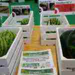 herencia en IV Feria Regional del Melon 7 150x150 - Herencia estuvo en el IV Feria Regional del Melón