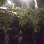 caida de arboles por fuerte viento en herencia4 150x150 - Fuertes rachas de viento provocan la caída de troncos y ramas