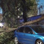 caida de arboles por fuerte viento en herencia 150x150 - Fuertes rachas de viento provocan la caída de troncos y ramas