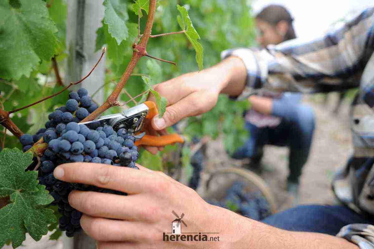 vendimia en Castilla La Mancha a mano